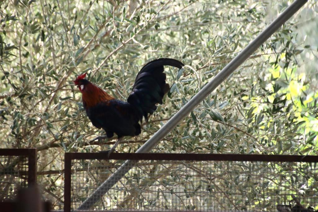 Vila Agriturcostabaira Caltagirone Exteriér fotografie